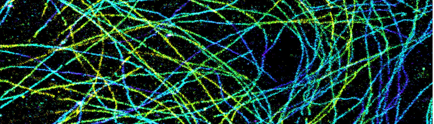 Super-resolution image of microtubules colour-coded by depth, purple through yellow