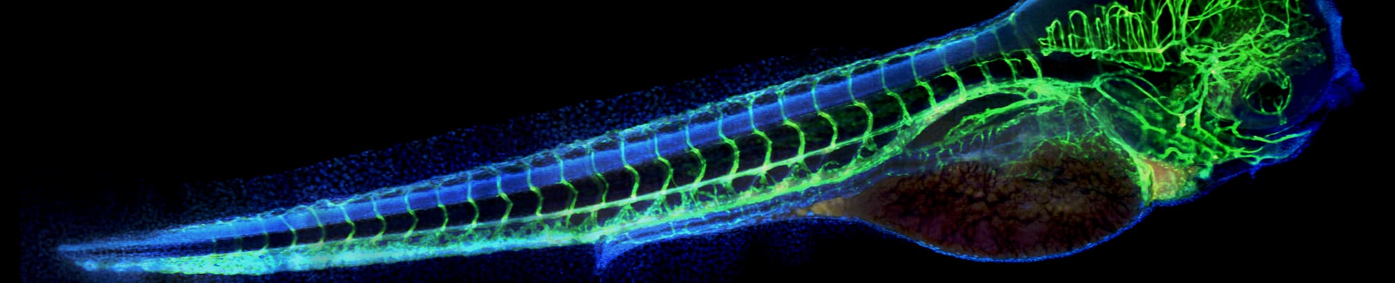 Confocal fluorescence image of a zebrafish embryo showing blood vessels and cell bodies